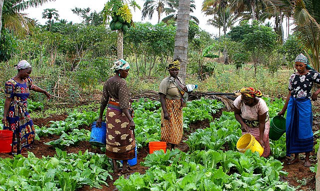 Femmes rurales arrosant leurs cultures maraîchères