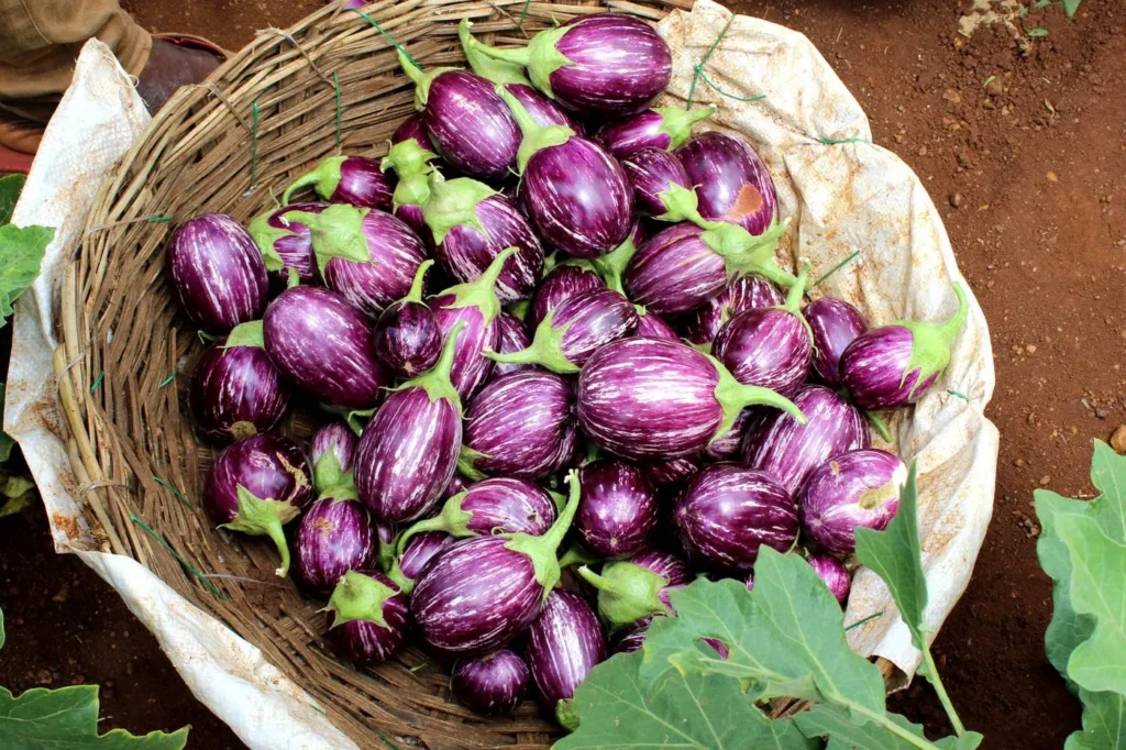 Panier d’aubergines fraîchement récoltées