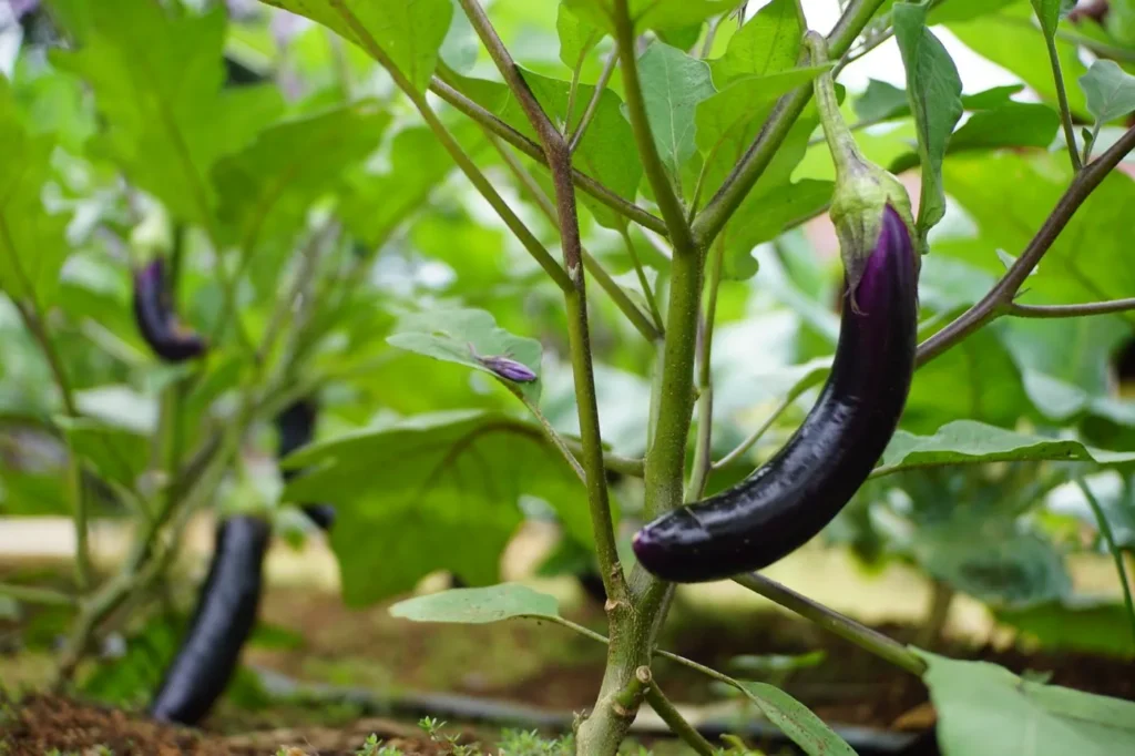 Plant d’aubergine portant un fruit