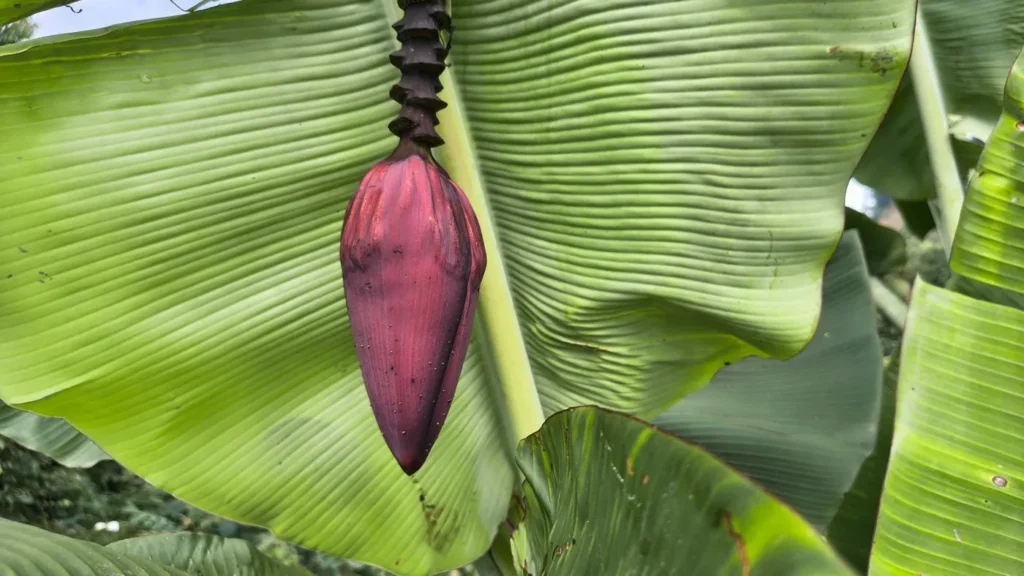 Feuilles et fleur de bananier