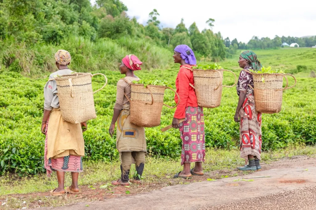Femmes rurales portant des paniers de récolte