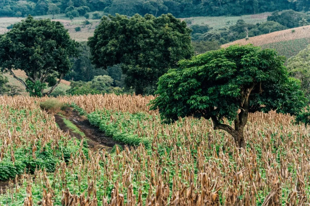 Arbre au milieu d’un champ cultivé