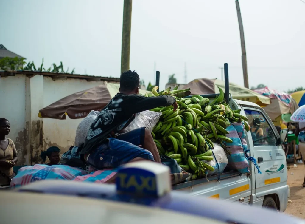Régimes de plantain chargés pour la livraison