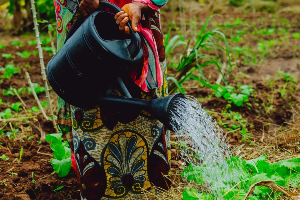 Arrosage de jeunes plants maraîchers