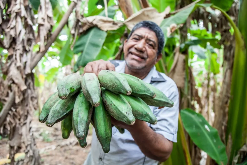 Producteur présentant un régime de banane plantain