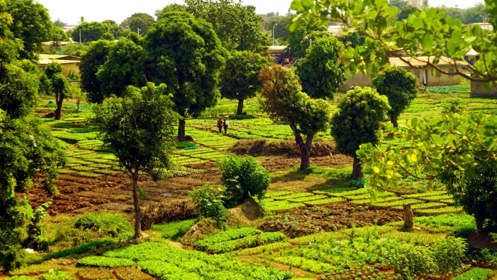Parcelles maraîchères et arbres fruitiers